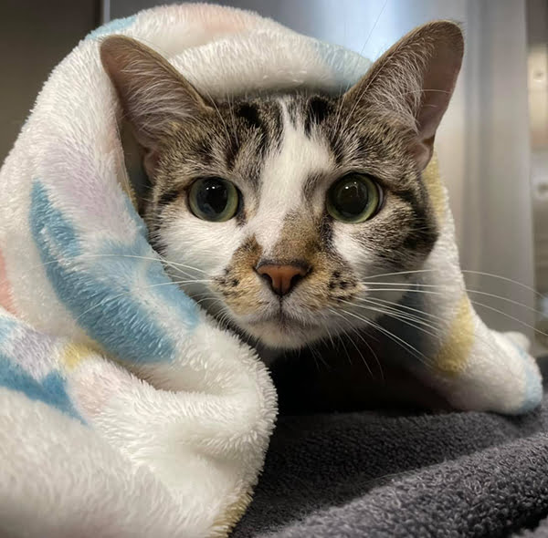 Microchipping in Ponte Vedra Beach, FL Microchipping in Ponte Vedra Beach, FL