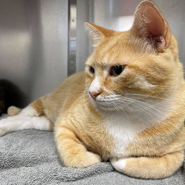 Pet Wellness Care in Ponte Vedra Beach, FL Pet Wellness Care in Ponte Vedra Beach, FL